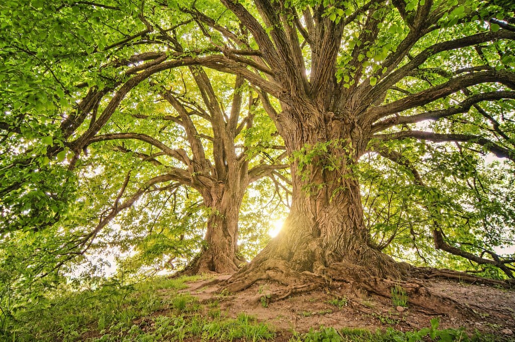 Sunlit trees with a glowing canopy